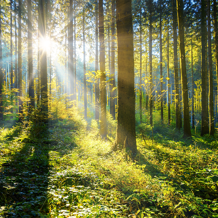 Wald